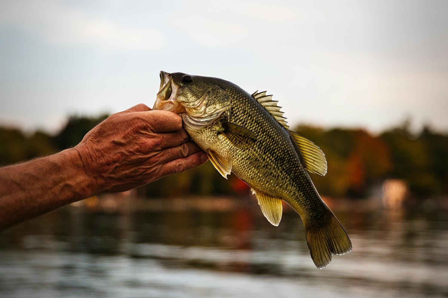 Best Freshwater Fish to Target From A Paddleboard