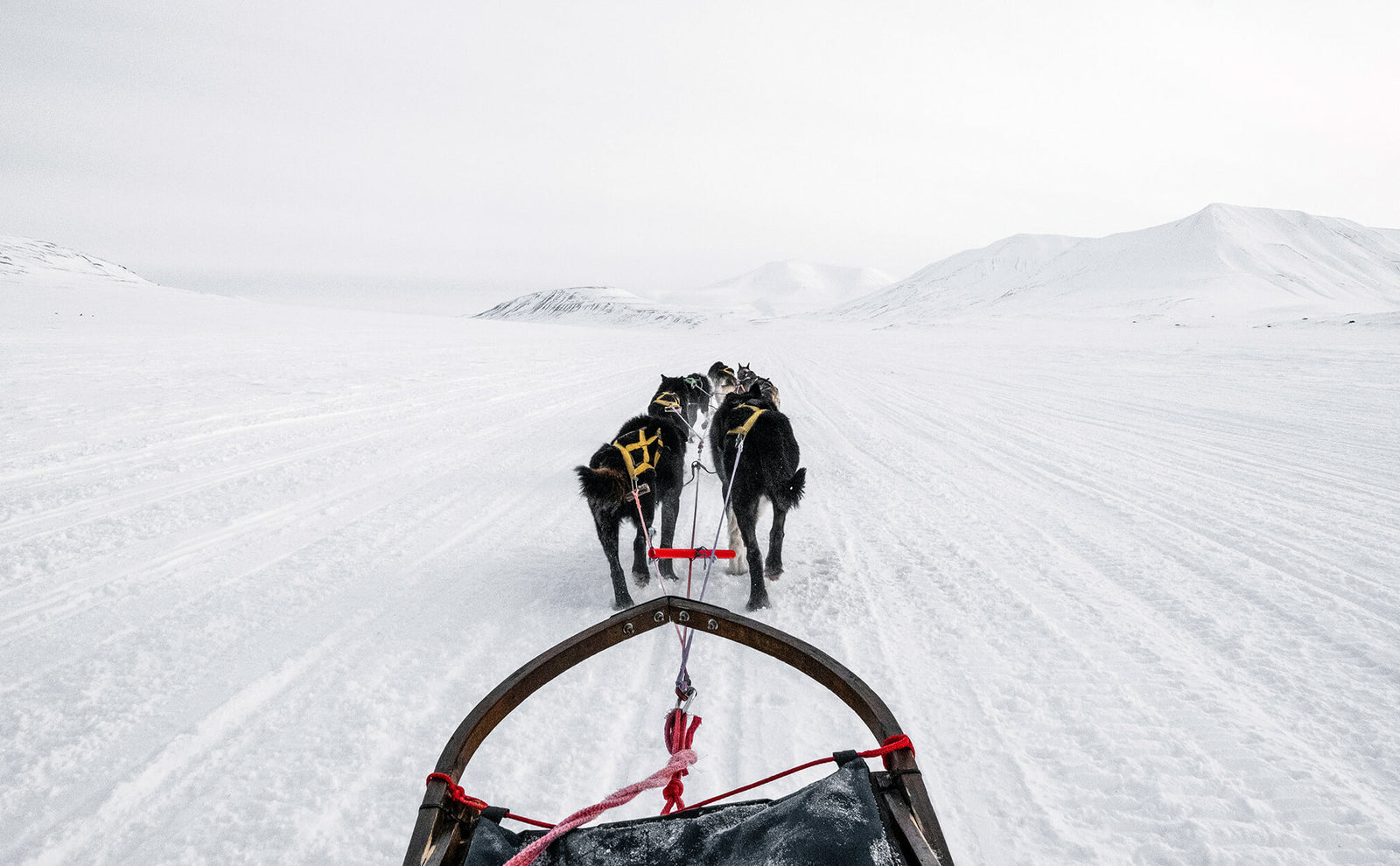 Pete Ripmaster - Iditarod Race Champion