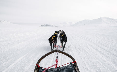 Pete Ripmaster - Iditarod Race Champion